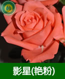 影星(艳粉)-高-16-低-14