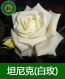 坦尼克(白玫)-高-19-低-16