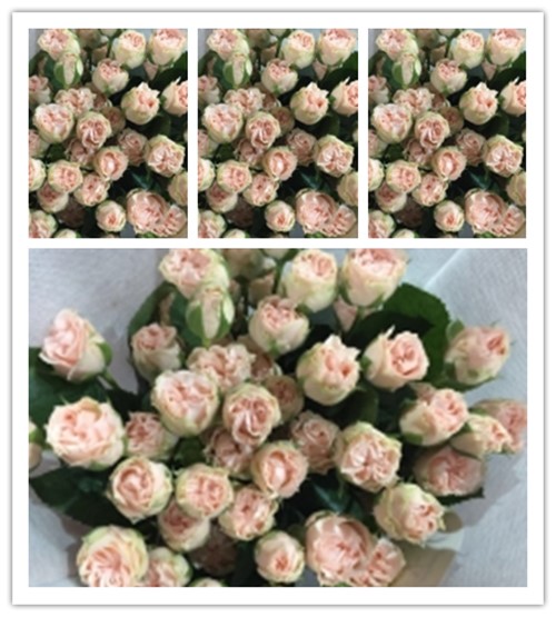 多头浪漫泡泡_玫瑰花
